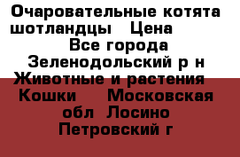 Очаровательные котята шотландцы › Цена ­ 2 000 - Все города, Зеленодольский р-н Животные и растения » Кошки   . Московская обл.,Лосино-Петровский г.